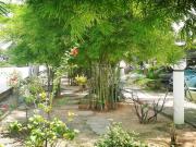 Top Arau