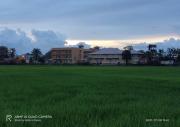 Top Arau