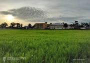 Top Arau