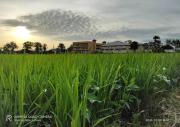 Top Arau