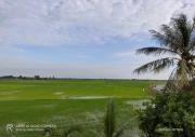 Top Arau