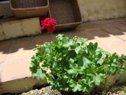 Casitas La Brenda y La Gaga