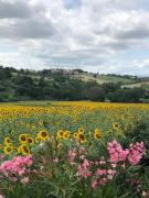 Top Montemarciano Top Montemarciano