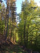 Top Wald-Michelbach