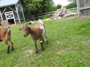 Gospodarstwo Kaczynski Ostrołęka