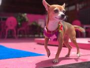 Top Playa del Carmen Top Playa del Carmen