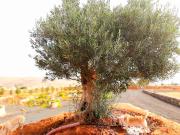 Top Puerto del Rosario