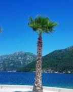 Apartman Taraca Villa Knezevic