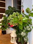 Top Žďár nad Sázavou