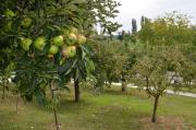 Top Vrdnik