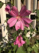 Top Gieten Top Gieten