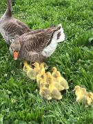 Top Nowa Wies Top Nowa Wies