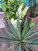 Top Wyspa Malapascua