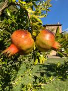 Top Gaiole in Chianti