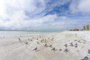Top St Pete Beach