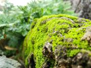 Big Tree Old Town Hotel