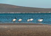 Top Langebaan