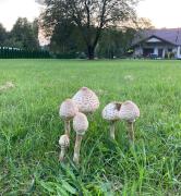 Top Wola Uhruska Top Wola Uhruska