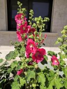 Top Castiglione della Pescaia