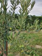 Top Muxika