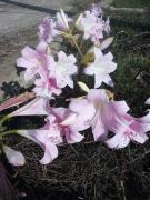 Top San Giovanni Suèrgiu Top San Giovanni Suèrgiu