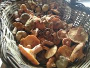 Top Molló Top Molló