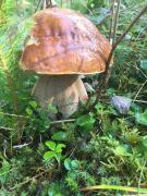 Яблуневий сад