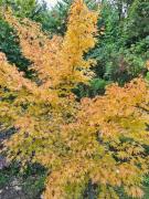 Top Watronville Top Watronville