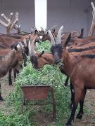 Top Lalla Takerkoust