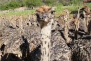 Top Oudtshoorn