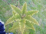 Top Khao Kho Top Khao Kho