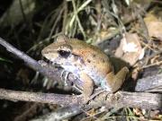 Top Tortuguero Top Tortuguero