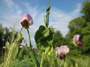 Top Montredon-Labessonnié