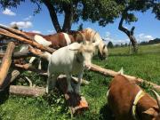 Heissenhof Urlaub auf dem Bauernhof