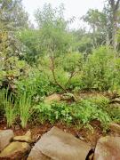 Top Nova Petrópolis