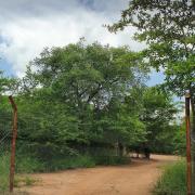 Top Malamulele