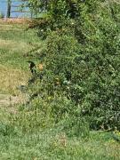 Top Las Cabras Top Las Cabras