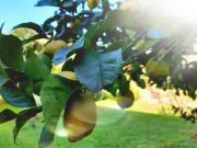 Agriturismo Podere Bedin