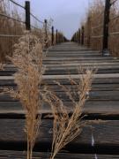 Sultan Pansion Bird Paradise