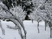 Top ManÄli Top ManÄli