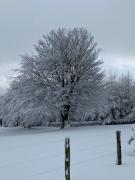 Top Bullange Top Bullange