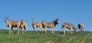 Top Swellendam