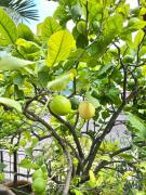 Top Limone sul Garda