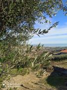 Top Acquaviva Picena