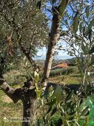 Top Acquaviva Picena