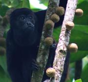 Top Rio Dulce