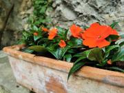 Top Mandello del Lario