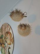 Top Noordwijk Top Noordwijk