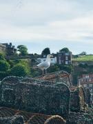 Top Whitby