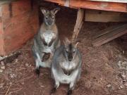 Top Červený Kostelec Top Červený Kostelec